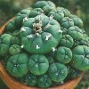 Lophophora_williamsii_2